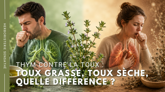Thym contre la toux  toux grasse, toux sèche, quelle différence - Herboristerie Sensathé